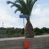 Λιβριχιό | Livrichio