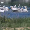 Στόμιο | Stomio